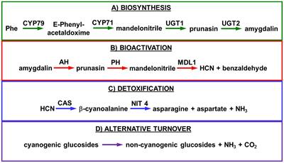 Cyanogenic Glucosides and Derivatives in <mark class="highlighted">Almond</mark> and Sweet Cherry Flower Buds from Dormancy to Flowering